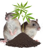 How to Keep Rats and Mice from Getting into Your Cannabis Plants