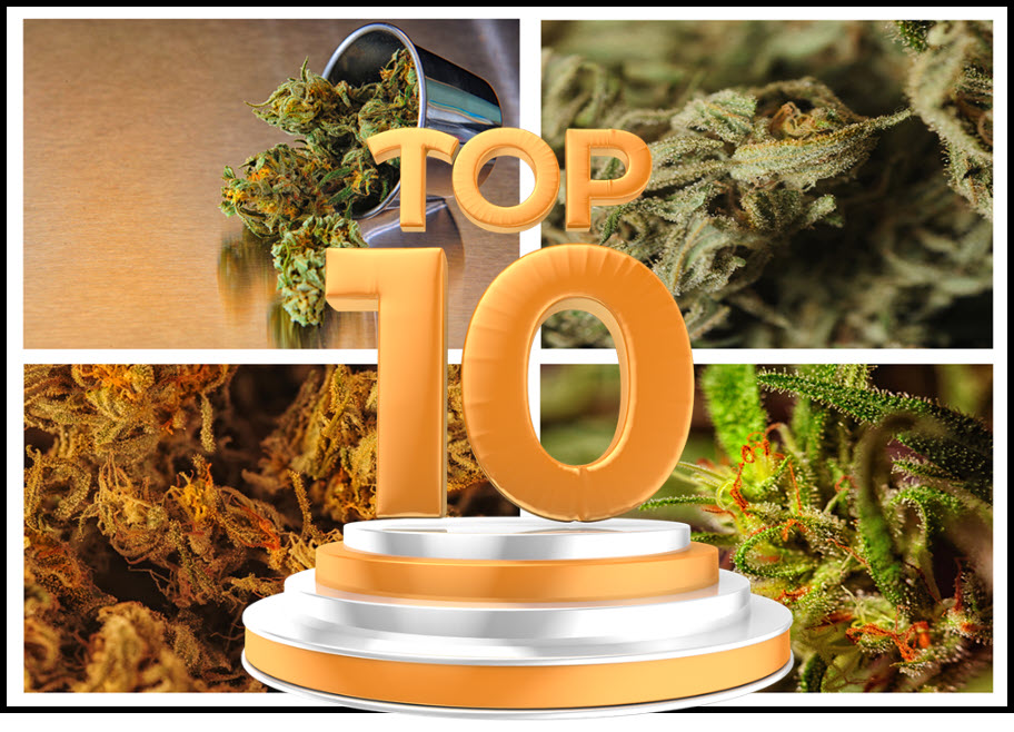 The Top 10 Cultivars to Grow This Year (2023 Update)