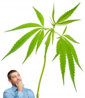 3743 1HM0 marijuanastemideas