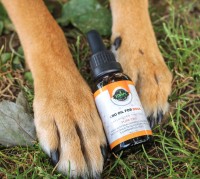<div>How to Use CBD for Your Dog's Anxiety - What Works, What Doesn't?</div>