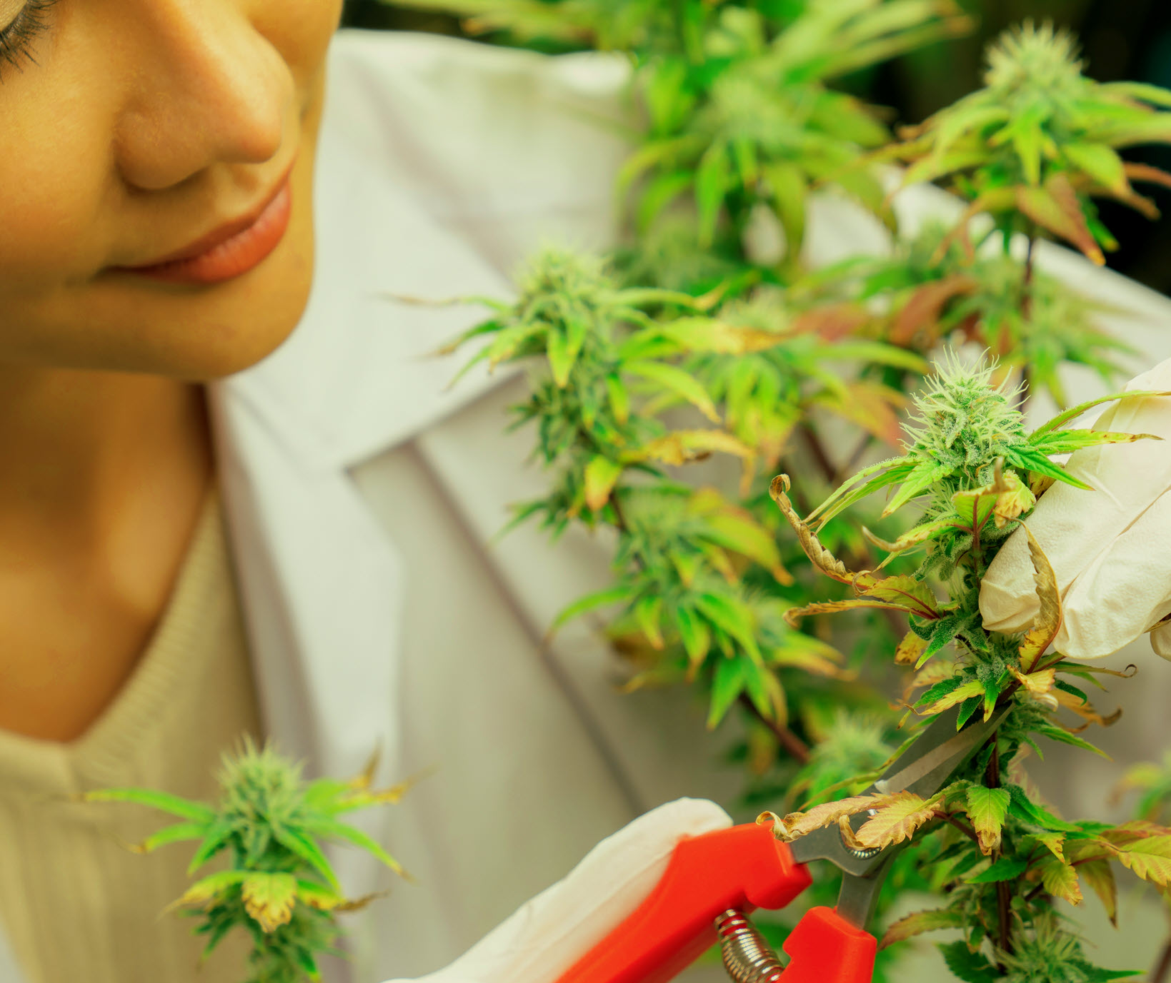 The Death of a Marijuana Worker – Asthma, OSHA, and Workplace Safety Hit the Cannabis Industry