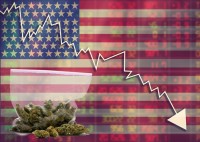 No Bottom in Sight - Cannabis Flower Prices Drop 42% over the Past Year in Massachusetts