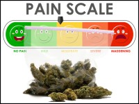 Want Pain Relief Without Getting High? CBD May Be Just as Promising as THC for Treating Pain Say New Studies