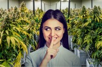 <div>The Good 'Dirty Little Secret' about Weed - Cannabis Helps People with ADD and ADHD Focus and Get Work Done</div>