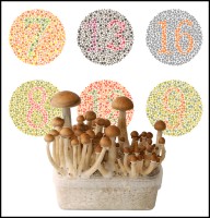 Are You Color Blind,Try Magic Mushrooms! - Psychedelics May Help Cure Color Blindness Says New Study