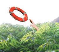 Canada Is Drowning in Cannabis - The Saturated Canadian Market Has Over 3.3 Million Pounds of Excess Weed (Just the Legal Side!)