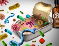 Grab Some CBD for Salmonella? - New Study Shows CBD Could Be A Promising Treatment for Salmonellosis Bacteria