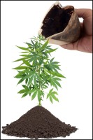 Should You Dump Your Coffee Grounds on Your Cannabis Plants?