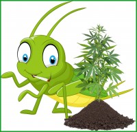 3743 oW5c grasshoppersmarijuanaplants