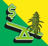 Is It Good or Bad That Cannabis Prices Continue to Drop Like a Stone?