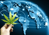 The California Illicit Cannabis Market is So Big That It Is Eating the Entire World Right Now