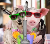 A Cow, a Donkey, and a Pig Walk into a Dispensary - What Happens When Cows and Donkeys Eat Cannabis?