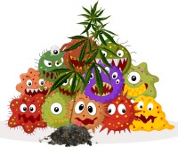 The Microbes Behind the Magic - The Role of Microorganisms in Growing Top-Shelf Cannabis Plants