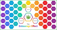 The Sum of the Parts are Greater Than THC Alone - Entourage Effect Proves More Effective Than Just THC Says New Study