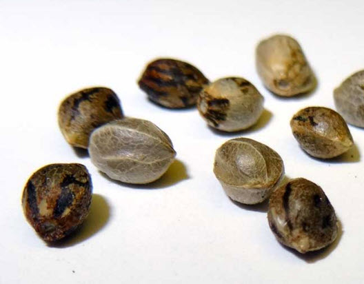 marijuana seeds