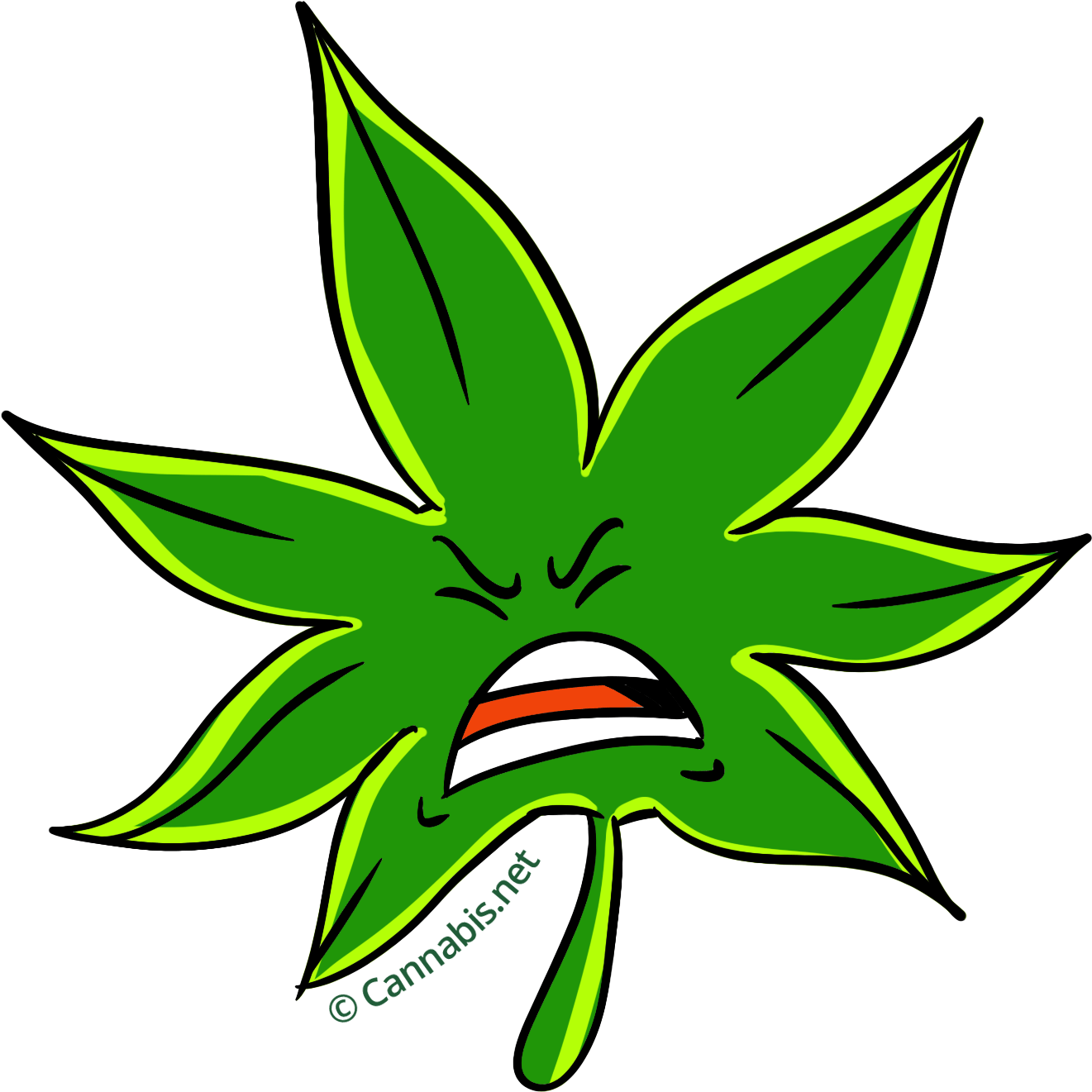 PURPLE KUSH Premium INDICA Hybrid Cannabis Strain