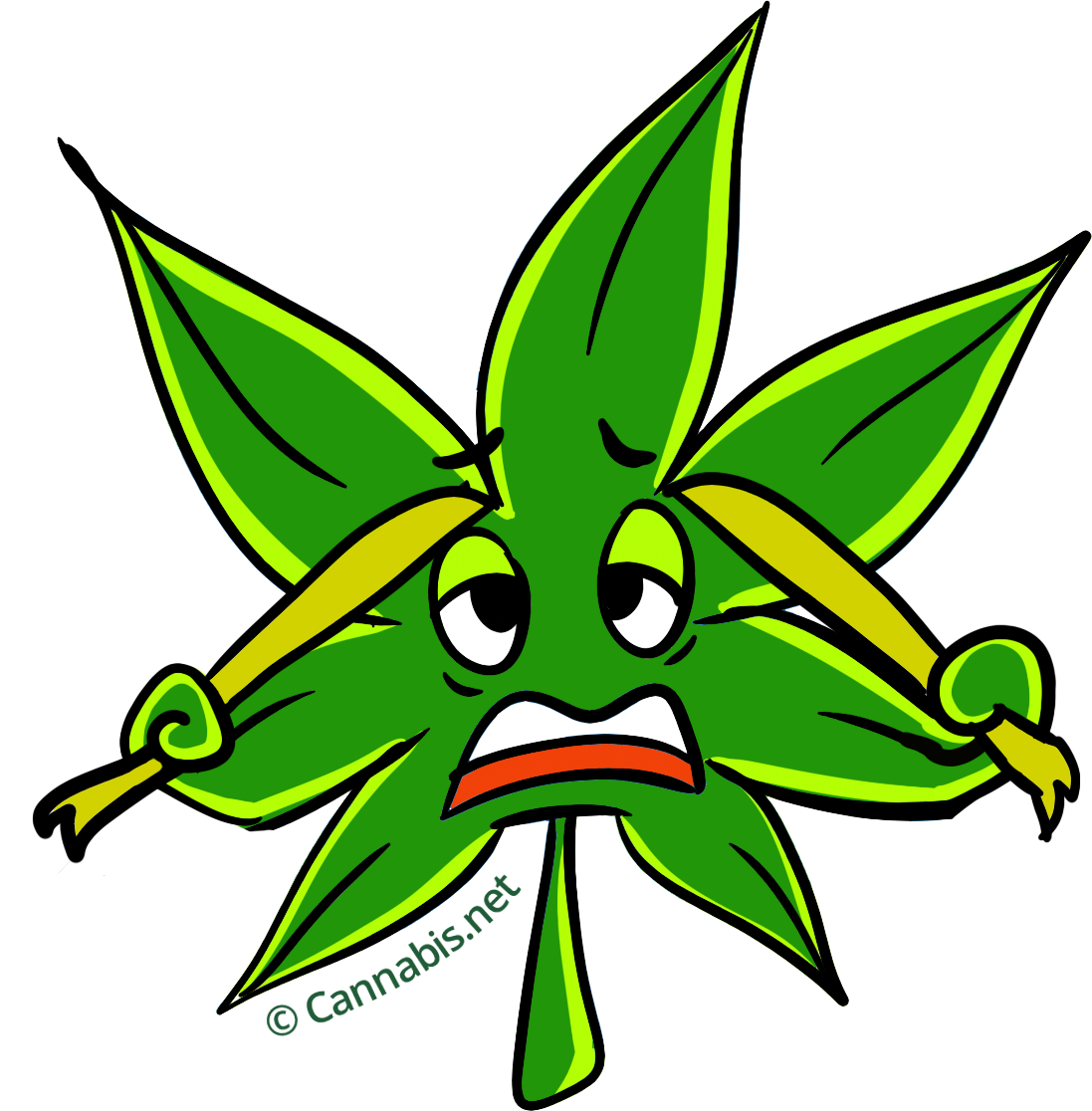 PURPLE KUSH Premium INDICA Hybrid Cannabis Strain