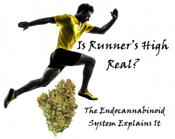 Is Runner’s High Real? The Endocannabinoid System Explains It