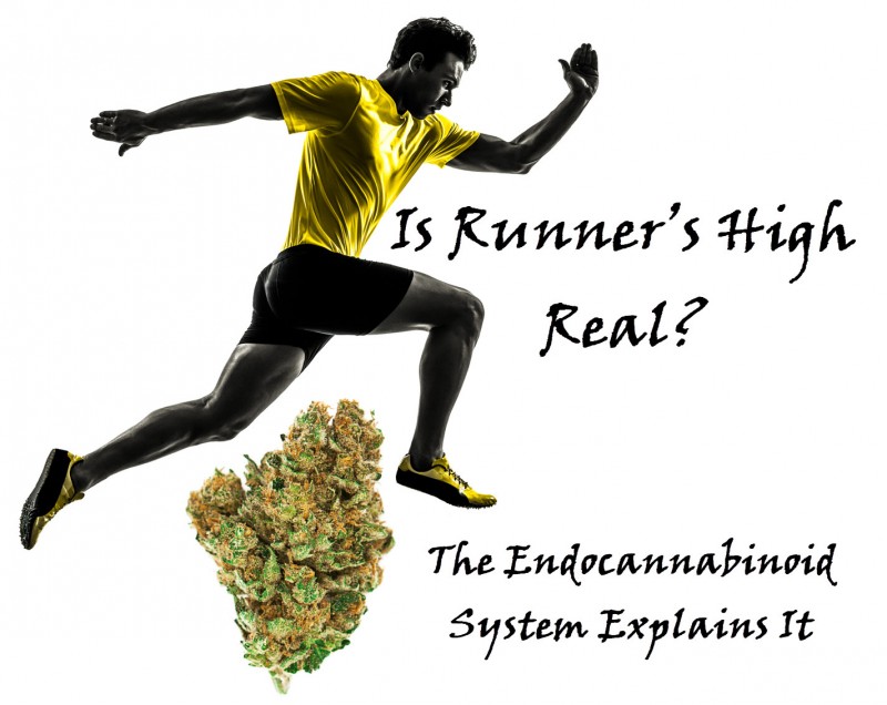Runner's High endocannabinoid system