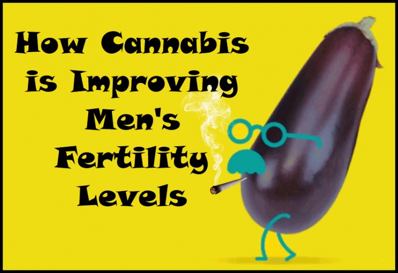 cannabis men's fertility levels