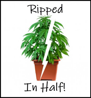Ripped in Half - A Cannabis Grower's Nightmare!
