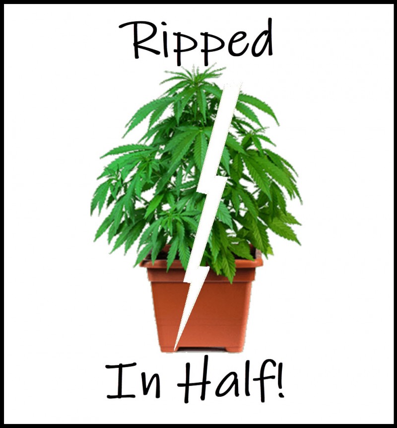 marijuana plant ripped in half