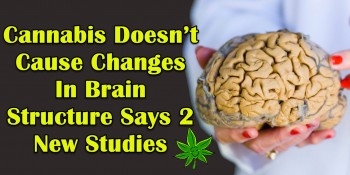 Cannabis Doesn’t Cause Changes In Brain Structure Says 2 New Studies