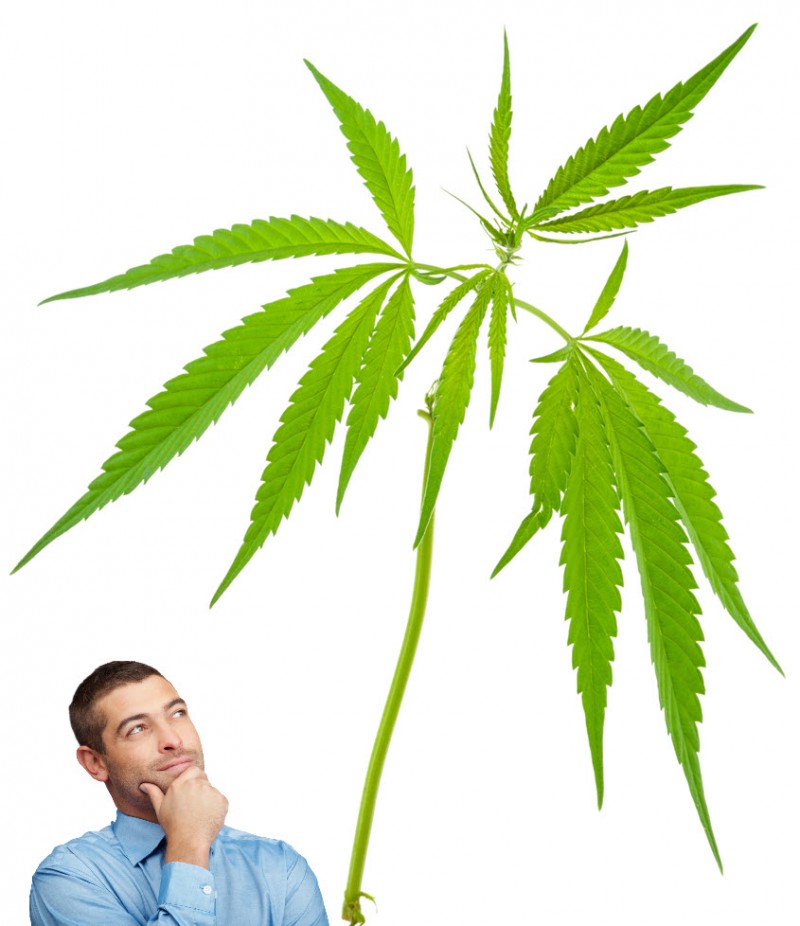 marijuana stems