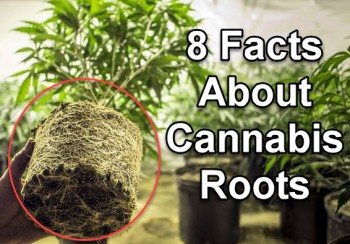 8 Facts About Cannabis Roots