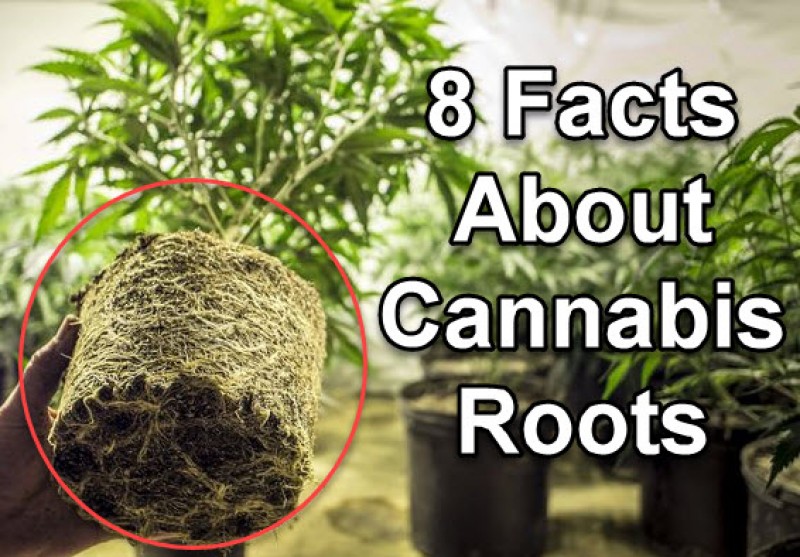 cannabis plant roots