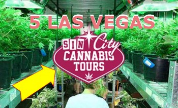 5 Cannabis-Friendly Tours and Activities in Las Vegas