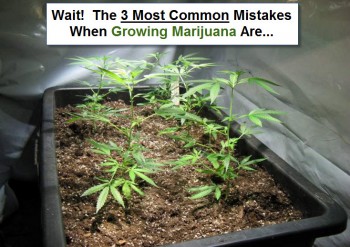 3 Common Mistakes When Growing Marijuana