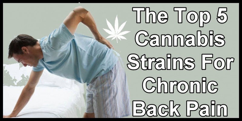 cannabis strains for back pain