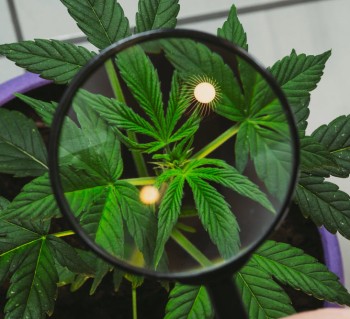 The Great Cannabis Genetics Collapse: How Modern Markets are Killing Plant Diversity