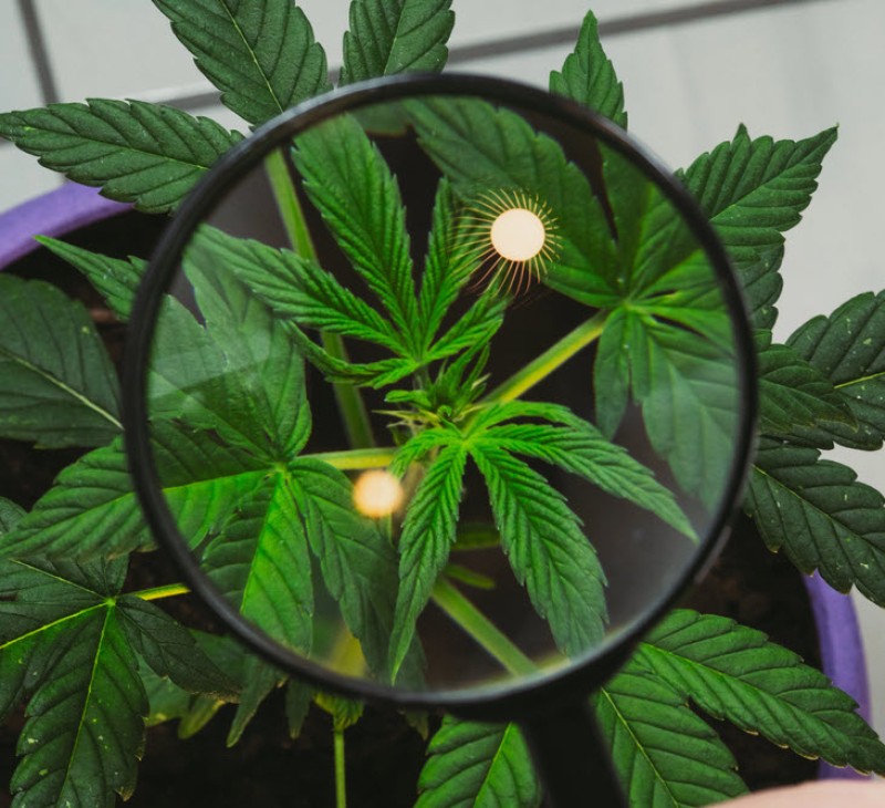 cannabis genetics disappearing