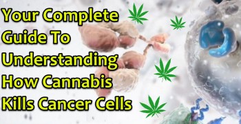 Your Complete Guide To Understanding How Cannabis Kills Cancer Cells