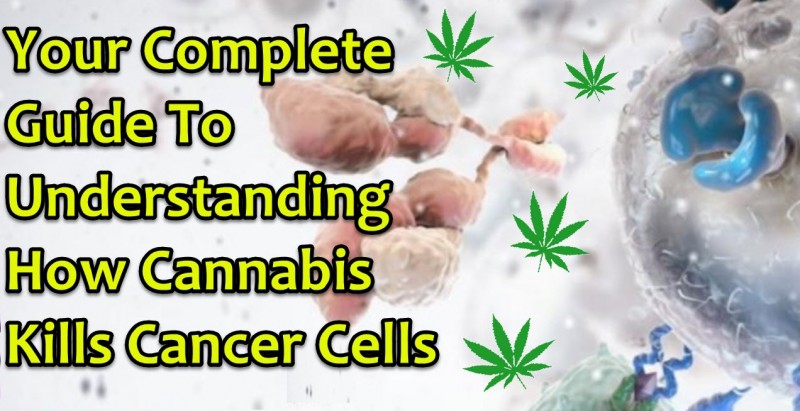 cannabis attacks cancer cells
