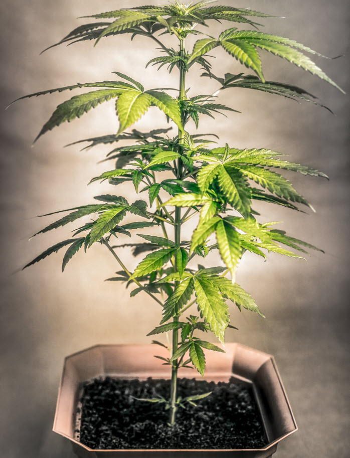 cannabis plants flowering stages