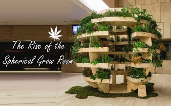 Ganja Theories: The Rise of the Spherical Grow Room