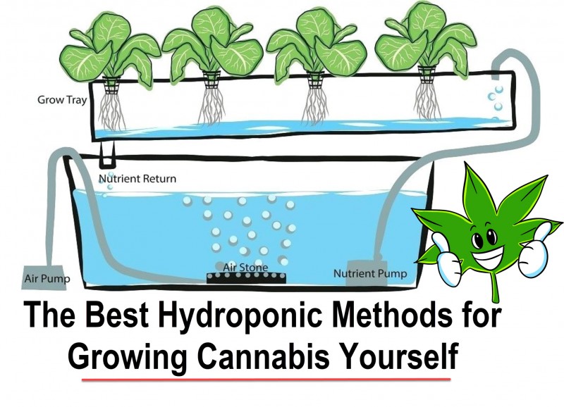 hydroponic cannabis set up