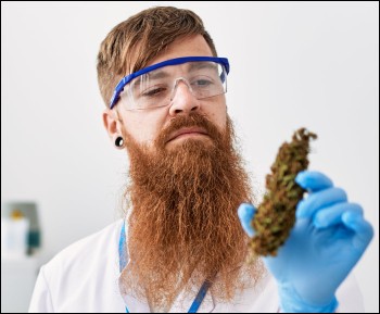 Do Redheads Need More Weed to Get High?