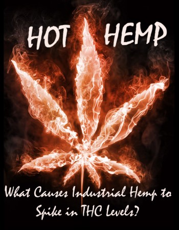 Hot Hemp - What Causes Legal Industrial Hemp to Test Positive for Higher THC Levels?