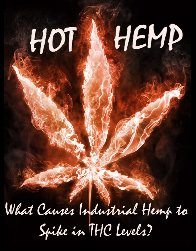 Hot Hemp - What Causes Legal Industrial Hemp to Test Positive for Higher THC Levels?