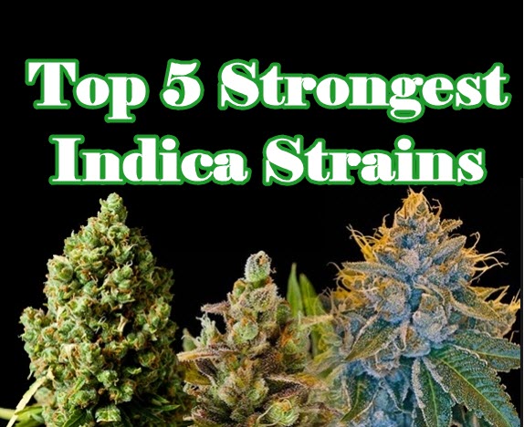 indica strains strongest cannabis