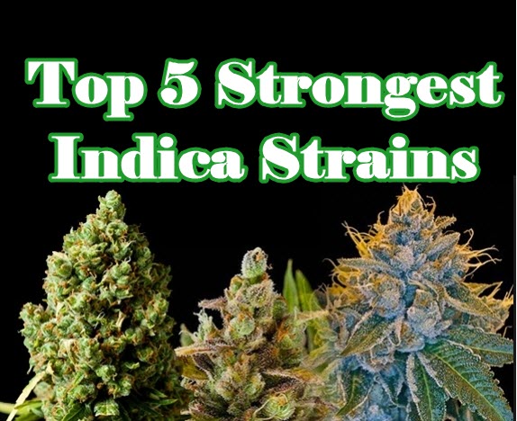 Best Indica Marijuana Strains