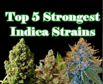 Top 5 Strongest Indica Strains
