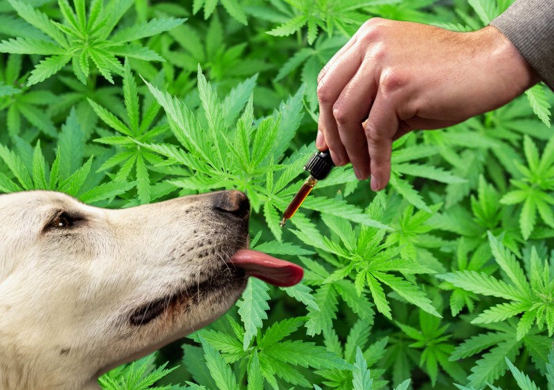 cbd dosage for dogs