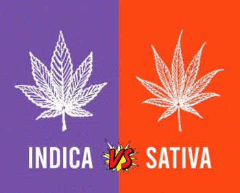 Is Indica vs Sativa Just Too Simplistic?