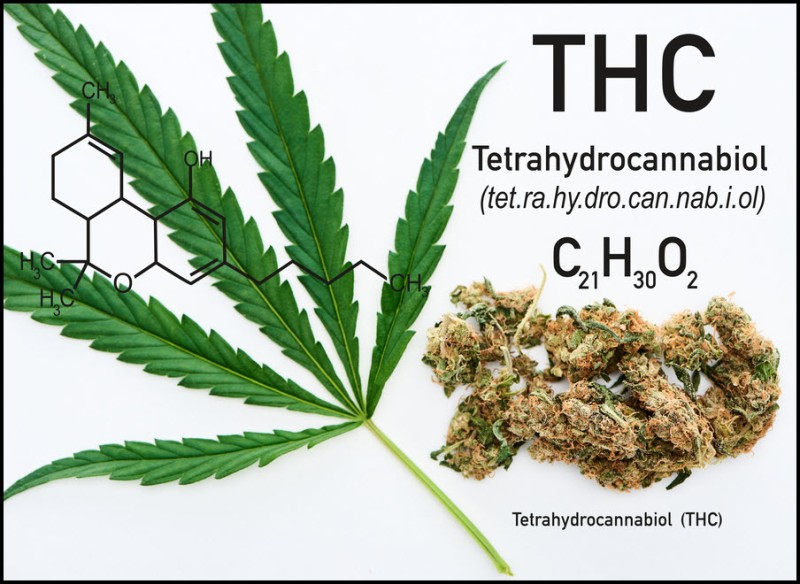 What is THC good for in humans