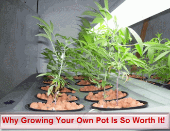 Why Growing Your Own Pot Is Worth it!
